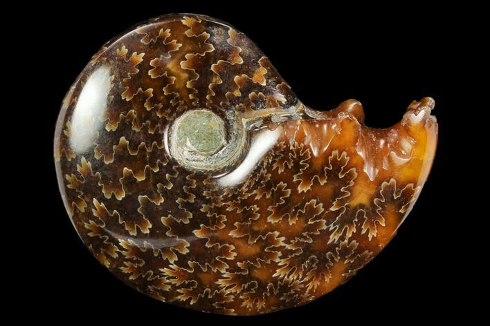 Polished, Agatized Ammonite (Cleoniceras) - Madagascar #117397